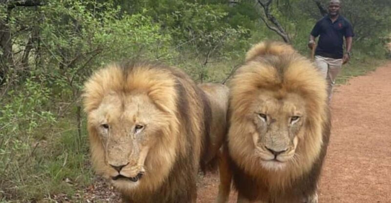 Walk With Lions, Predator Tour and Cheetah Interaction - Key Points