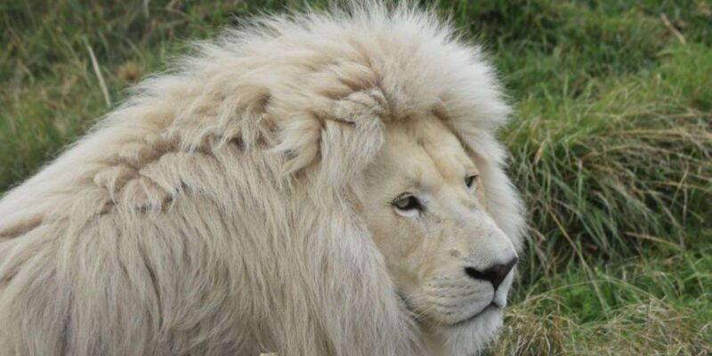 Walk With Lions, Predator Tour and Cheetah Interaction - Duration and Pricing