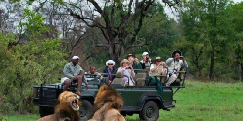 Walk With Lions, Predator Tour and Cheetah Interaction - Language and Location