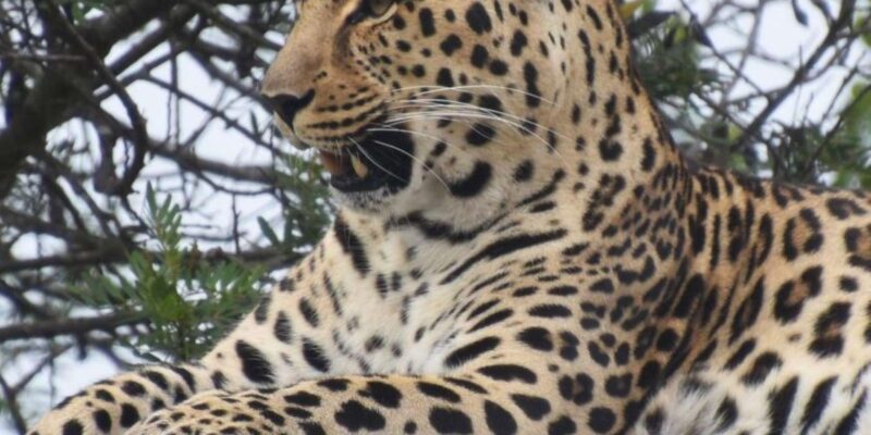 Walk With Lions, Predator Tour and Cheetah Interaction - Transport and Activities