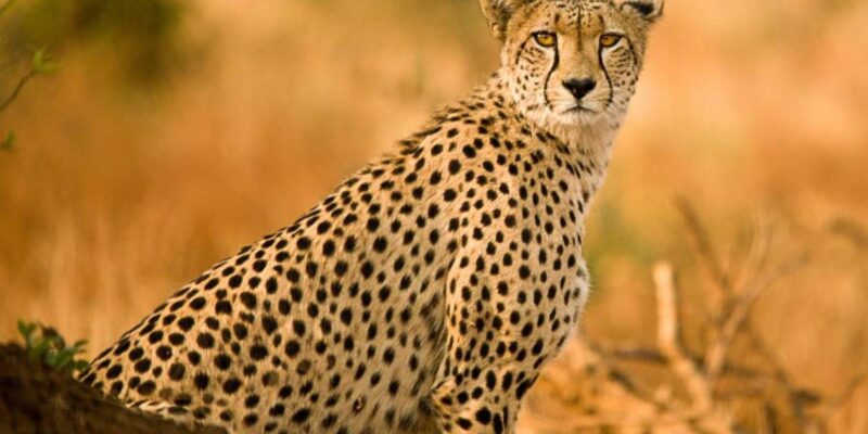 Walk With Lions, Predator Tour and Cheetah Interaction - Wildlife Viewing