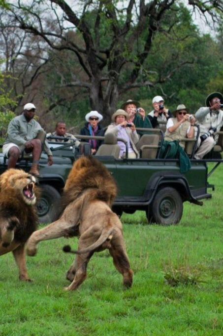 Walk With Lions, Predator Tour and Cheetah Interaction - Booking and Cancellation
