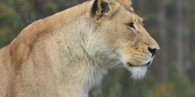 Walk With Lions, Predator Tour and Cheetah Interaction - Inclusions and Exclusions
