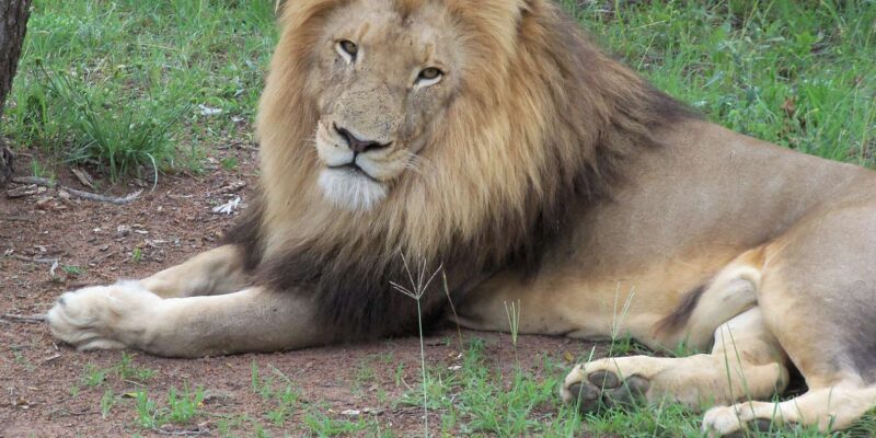 Walk With Lions - Key Points