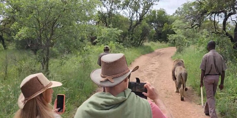 Walk With Lions - Experience Highlights