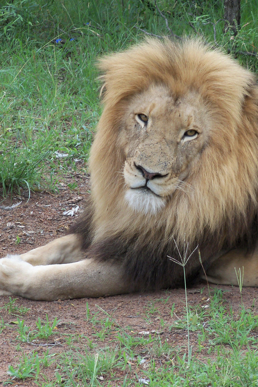 Walk With Lions - Important Information