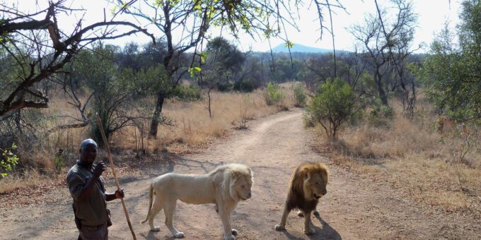 Walk With Lions - Booking and Payment