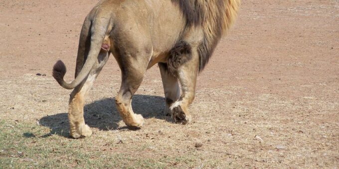 Walk With Lions - Photographic Opportunities