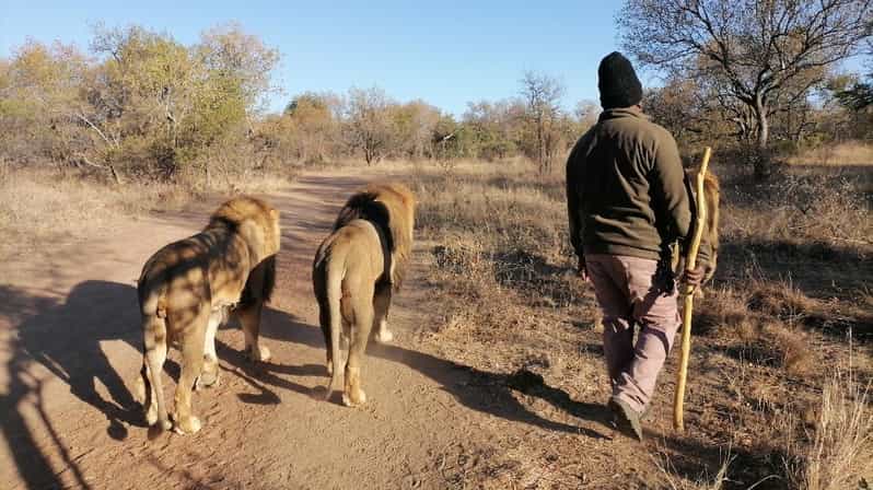 Walk With the LIONS - Key Points