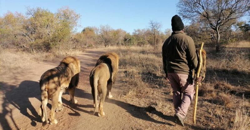 Walk With the LIONS - Highlight Activities