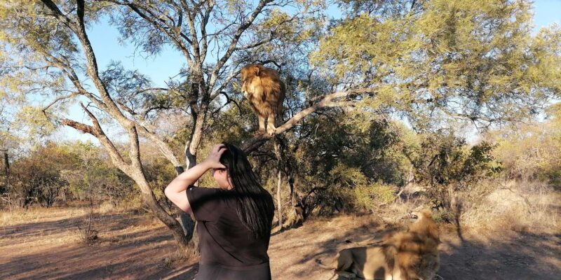 Walk With the LIONS - Conservation Insights
