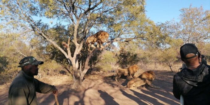 Walk With the LIONS - Booking Flexibility