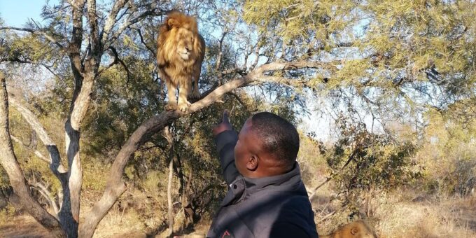 Walk With the LIONS - Transport Arrangements
