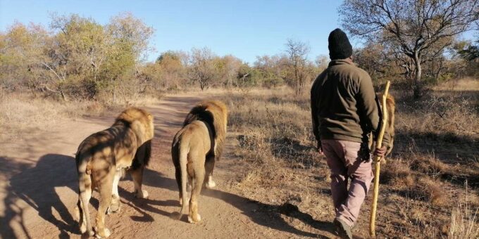 Walk With the LIONS - Frequently Asked Questions