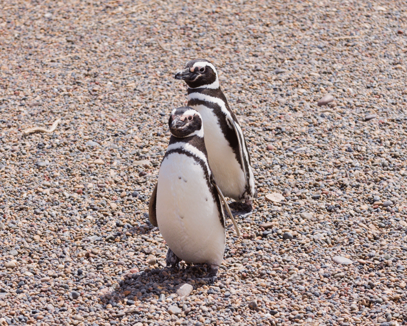 Walk With the Penguins: Punta Tombo for Cruise Passengers - Inclusions