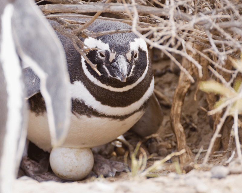 Walk With the Penguins: Punta Tombo for Cruise Passengers - Important Information