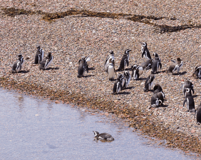Walk With the Penguins: Punta Tombo for Cruise Passengers - Meeting Point