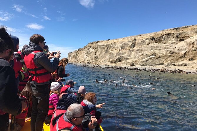 Walk With Thousands of Penguins on Isla Magdalena and Sail Around Isla Marta - Tour Highlights