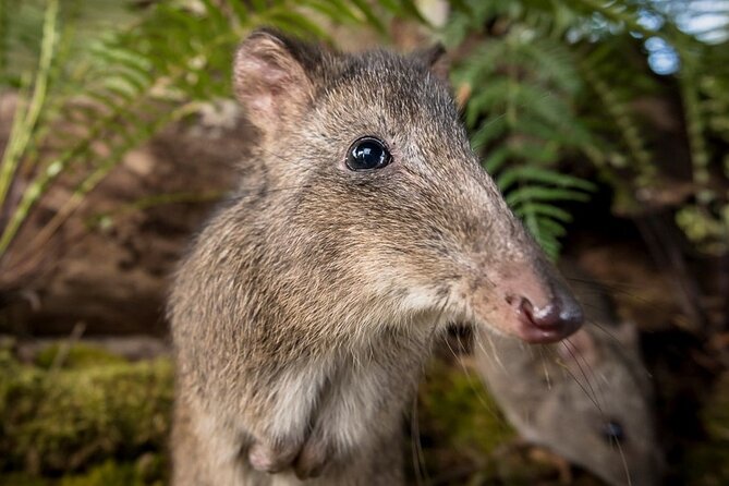 Walk With Wildlife: Guided Tour in Great Ocean Road - Location