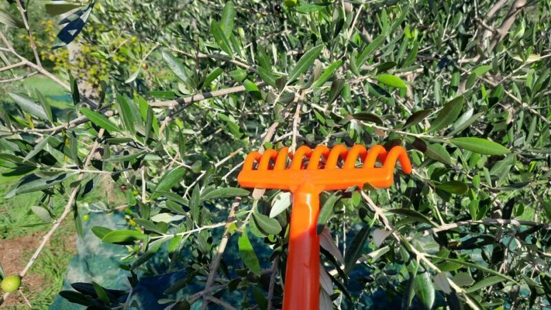 Walking in the Olive Grove: How Is Extra Virgin Olive Oil Made? - Key Points