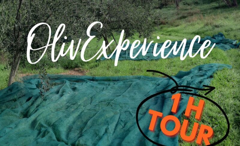 Walking in the Olive Grove: How Is Extra Virgin Olive Oil Made? - The Olive Tree: A Vital Component of Olive Oil Production