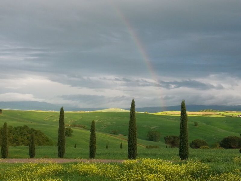Walking in the Olive Grove: How Is Extra Virgin Olive Oil Made? - The Journey of Olives: From Grove to Press