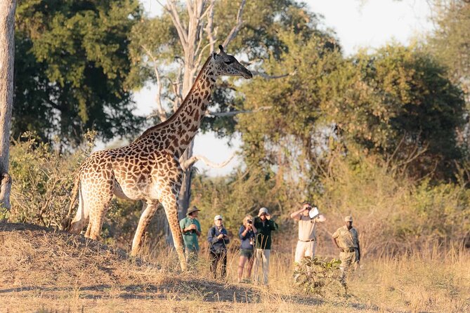 Walking Safari - Key Points