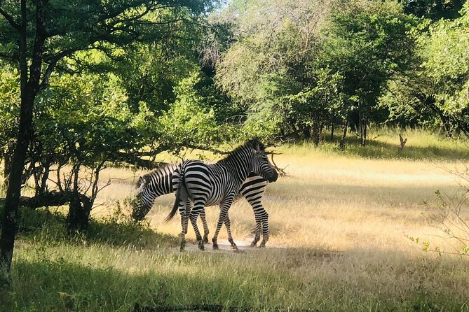 Walking Safari - Group Size and Duration