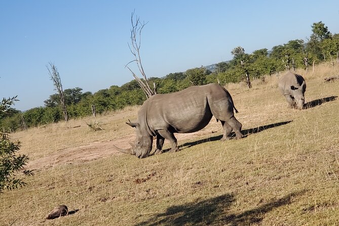 Walking Safari - Pickup and Return