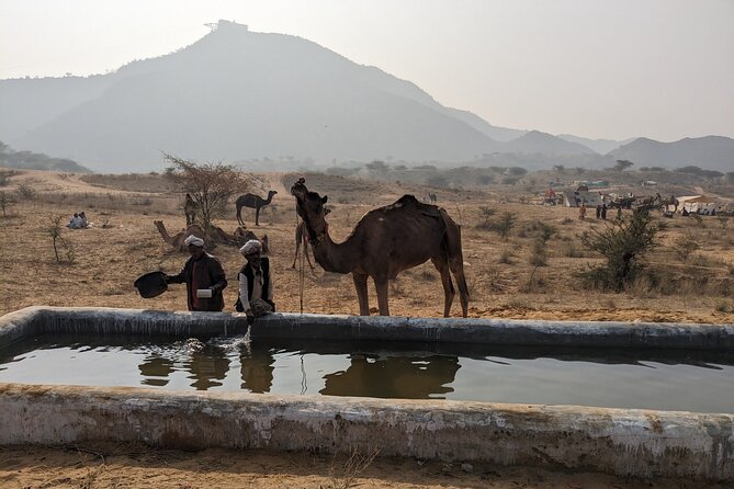Walking Sightseeing Tour - The Shine Pushkar - Inclusions