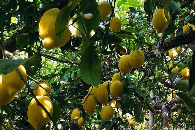 Walking Tour From Minori to Maiori Along the Path of the Lemons - Route: From Minori to Maiori
