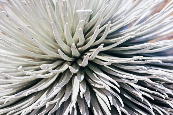 Walking Tour in Haleakalā National Park - Tour Details