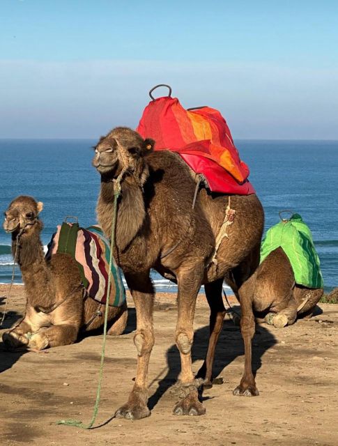 Walking Tour in Tangier Medina - Key Points