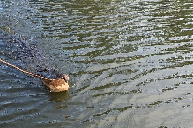 Walking Tour Into the Swamps - Tour Considerations
