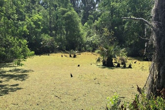 Walking Tour Into the Swamps - Recap and Feedback