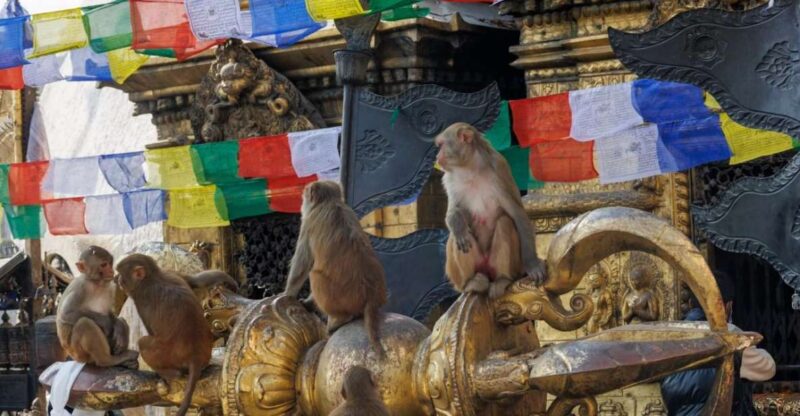 Walking Tour of Kathmandu (Half Day) - Inclusions
