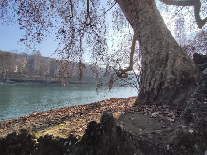 Walking Tour of Valentino Park - the Monumental Trees - Discovering the Majestic Trees