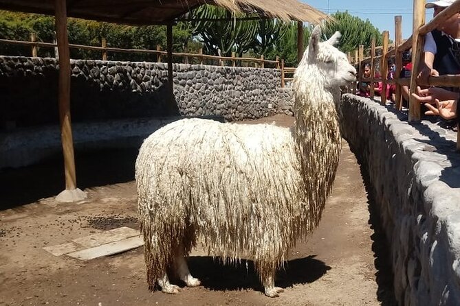 Walking Tour Through the Historic Center of Arequipa - Iglesia De La Compañía De Jesús