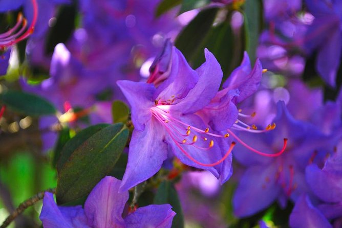 Walking Tour With a Private Tour Guide in the Botanical Gardens of Villa Taranto - Tour Confirmation and Eligibility