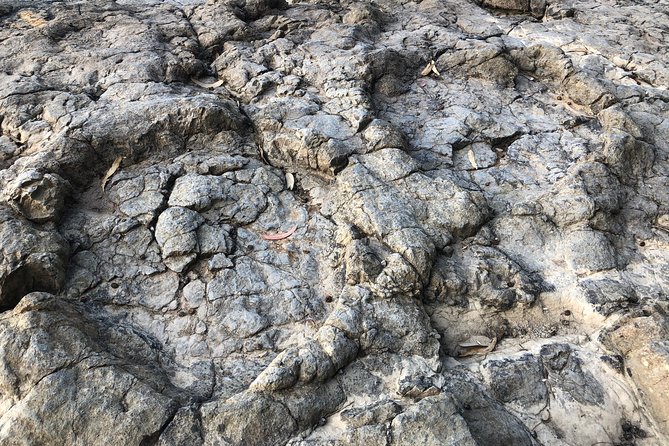 Walking With Dinosaurs Along Asturias Coast - Additional Tour Details