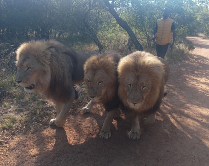 Walking With Lions - Key Points