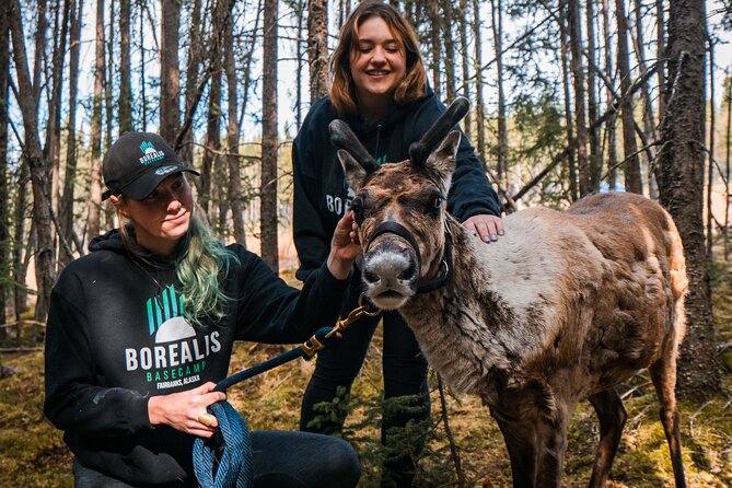 Walking With Reindeer Experience - Key Points