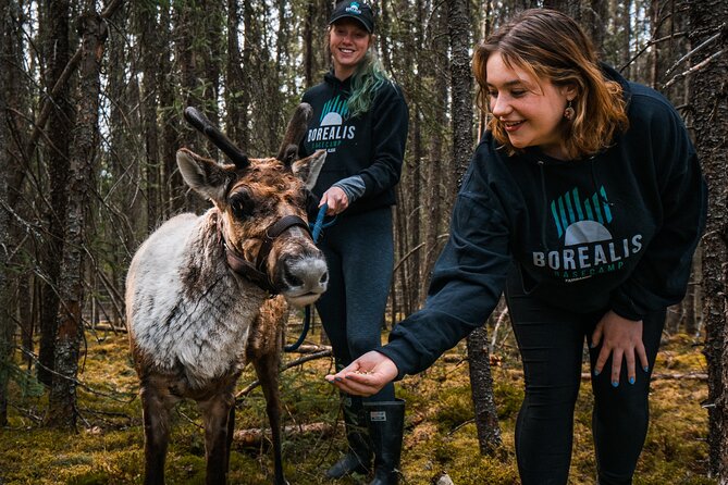 Walking With Reindeer Experience - Meeting Point and Travel Details
