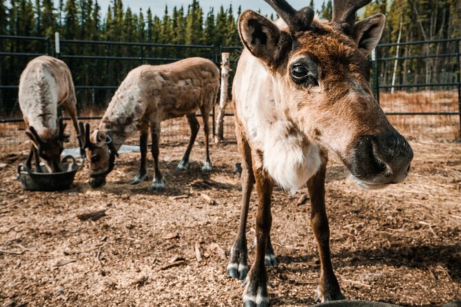 Walking With Reindeer Experience - Whats Included in the Package