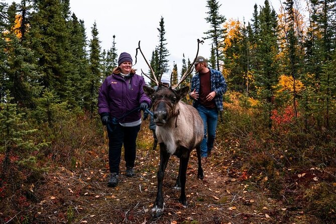 Walking With Reindeer Experience - Accessibility and Participation Guidelines