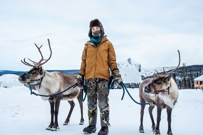 Walking With Reindeer Experience - Tips for Your Visit