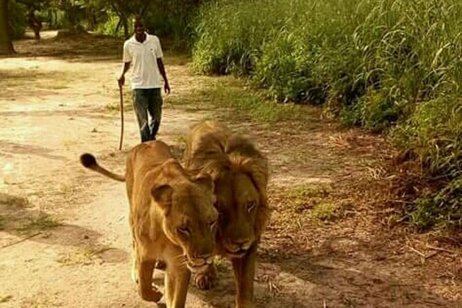 Walking With the Lions in Fathala Reserve - Meeting and Pickup Information