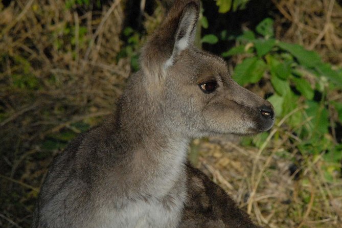 Walking With Wild Kangaroos Private Half-Day Trip From Sydney - Included Services