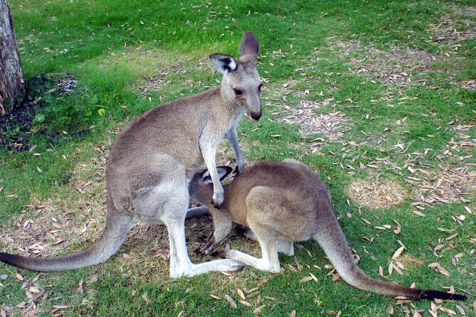Walking With Wild Kangaroos Private Half-Day Trip From Sydney - Booking Details