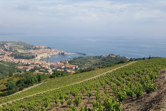 Walks in the Heart of the Secret Vineyards Around Collioure, Tastings - Discovering Collioures Picturesque Landscapes